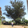 900 Jahre alter Eukalyptus auf der Quinta da Cruz (Castelões)