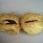 Früchte des Sumauma (Baumwollstrauch)
