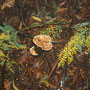 Mimosenzweige + Pilze am Waldboden