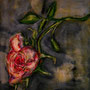 Rose antik - Aquarell