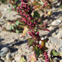 Roter Gänsefuss - Chenopodium rubrum