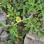 Melone Cucumis sp