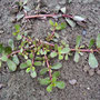 Gemüseportulak - Portulacca oleracea