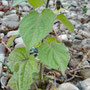 Kapstachelbeere - Physalis peruviana