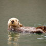 Seeotter im Hafen von Homer