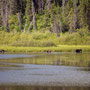 Haines Hwy