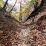 落ち葉の散策路コース