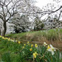 道の駅「庄和」のそばの桜並木もきれいでした。