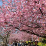 河津桜まつりは、大勢の観光客でいい賑わいでした。
