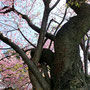 河津桜（オオシマザクラとカンヒザクラの自然交配種）の原木。この原木から河津桜が広まったそうです。