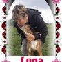 novembre 2013 - Luna, adottata a Roma da chi l'aveva salvata dalla "catena" e che ha resistito 1 solo giorno lontano da lei...sei stata fortunata pelosetta!!!
