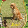 luglio 2013 - Sasà è stata adottata ed ora potrà tornare ad essere coccolata come prima... felice vita pelosetta!