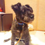 2012.10.4 マール君正式譲渡になりました。