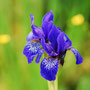 BLUE MOUT. orchid