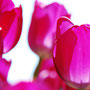 PINK. tulips