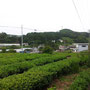 南面の茶畑
