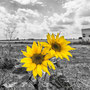 Sunflower - Berlin Tempelhof