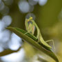 Gottesanbeterin, Praying Mantis - Australien