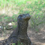 Komodowaran