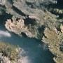 Unterwasserwelt des Ningaloo-Riffs