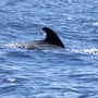 Walbeobachtung zwischen Teneriffa und La Gomera