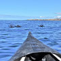 Drei Delfine zwischen unserem Kanu und der Küste.