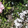 Erstaunlich sind die tropischen Blüten von Hibiskus und Jasmin in dieser Höhe.
