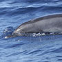 Und das ist endlich mal ein Delfin. Foto: www.whalewatchtenerife.org