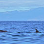Delfine ziehen Richtung La Gomera