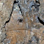 Cueva del Viento - hier leben auch einige Tiere. Die Spinne entdecke ich natürlich sofort und als Einzige - Ist ja klar!