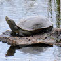 El Achebuche - Wasserschildkröte im Donana Nationalpark