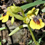 El Torcal - Wildorchidee - Viele Pflanzen sind endemisch.