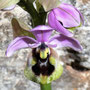 El Torcal - Wir entdecken kleine Wildorchideen 