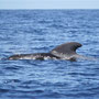 Und das sind die Fotos vom Profi. Mit freundlicher Genehmigung von www.whalewatchtenerife.org