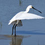 El Rocio - Löffelreiher ( Platalea leucorodia ).