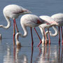 El Rocio - Flamingos.