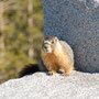 Marmotte - Yosemite