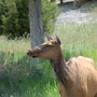 Mule Deer - Yellowstone