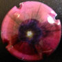 Marque : GENERIQUE  N° Lambert : 867e Couleur : Polychrome Description : Les fleurs -   Emplacement : 