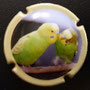 Marque : QUATRESOLS N° Lambert : 18-5 Couleur :  Contour crème, dessin   polychrome Description : Les oiseaux 5/6 Emplacement : 