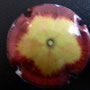 Marque : GENERIQUE  N° Lambert : 867c Couleur : Polychrome Description : Les fleurs -   Emplacement : 