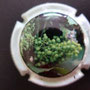 Marque : CO.GE.VI N° Lambert : 13 Couleur : Contour vert pâle Description : Raisin  Emplacement : 