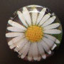Marque : GENERIQUE  N° Lambert : 648f Couleur : Polychrome Description : Marguerite  Emplacement : 
