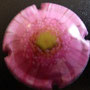 Marque : GENERIQUE  N° Lambert : 871d Couleur : Polychrome Description : Les fleurs -   Emplacement : 