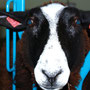 Hasi 9112
