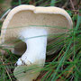 Semmelpilz