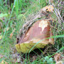große Marone arbeitet sich durch den Waldboden