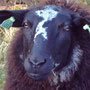 Biggi 0011