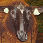 Quetschi 0025
