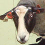 Marie 8063/0112
